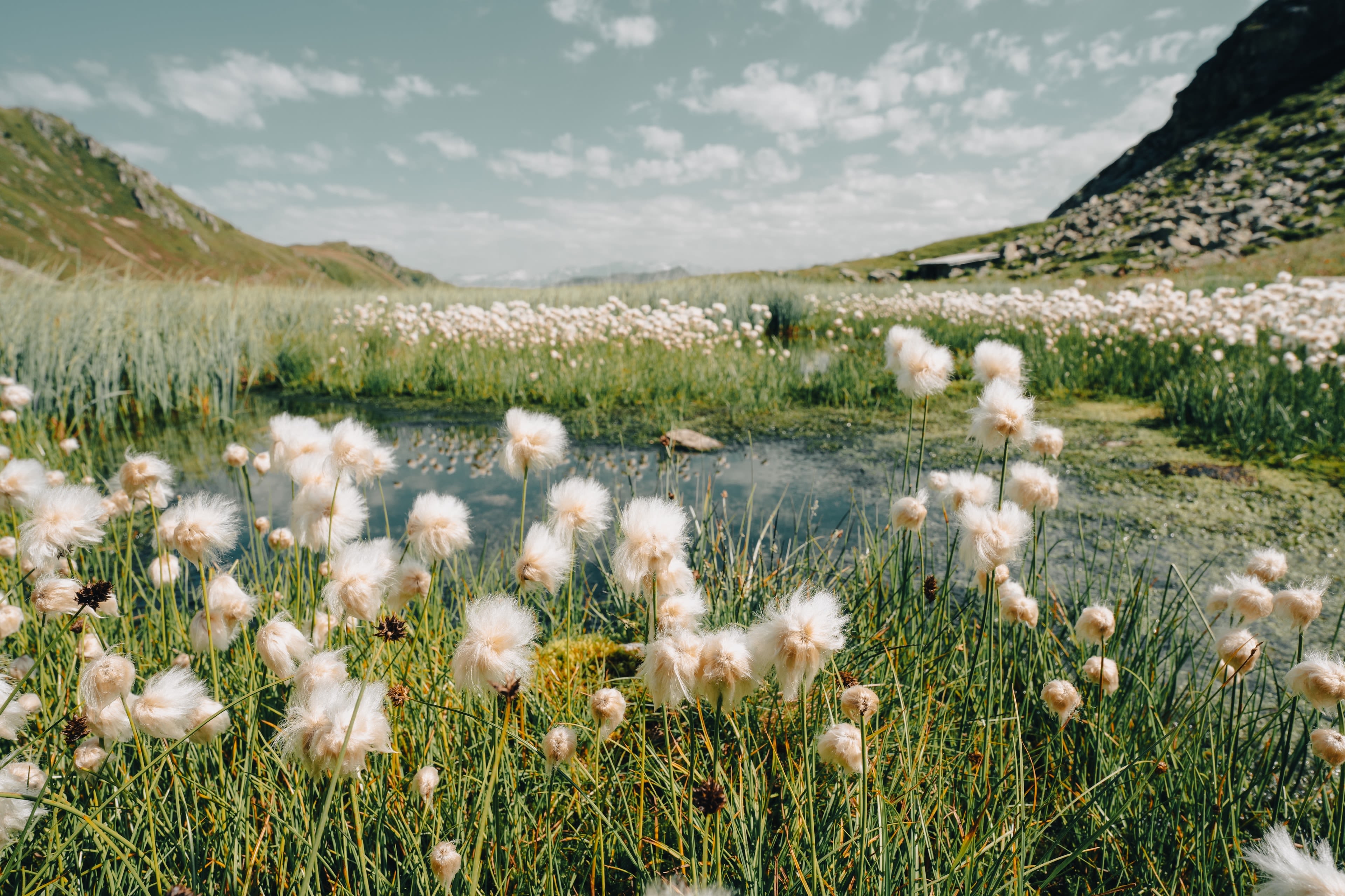 a bunch of flowers that are in the grass