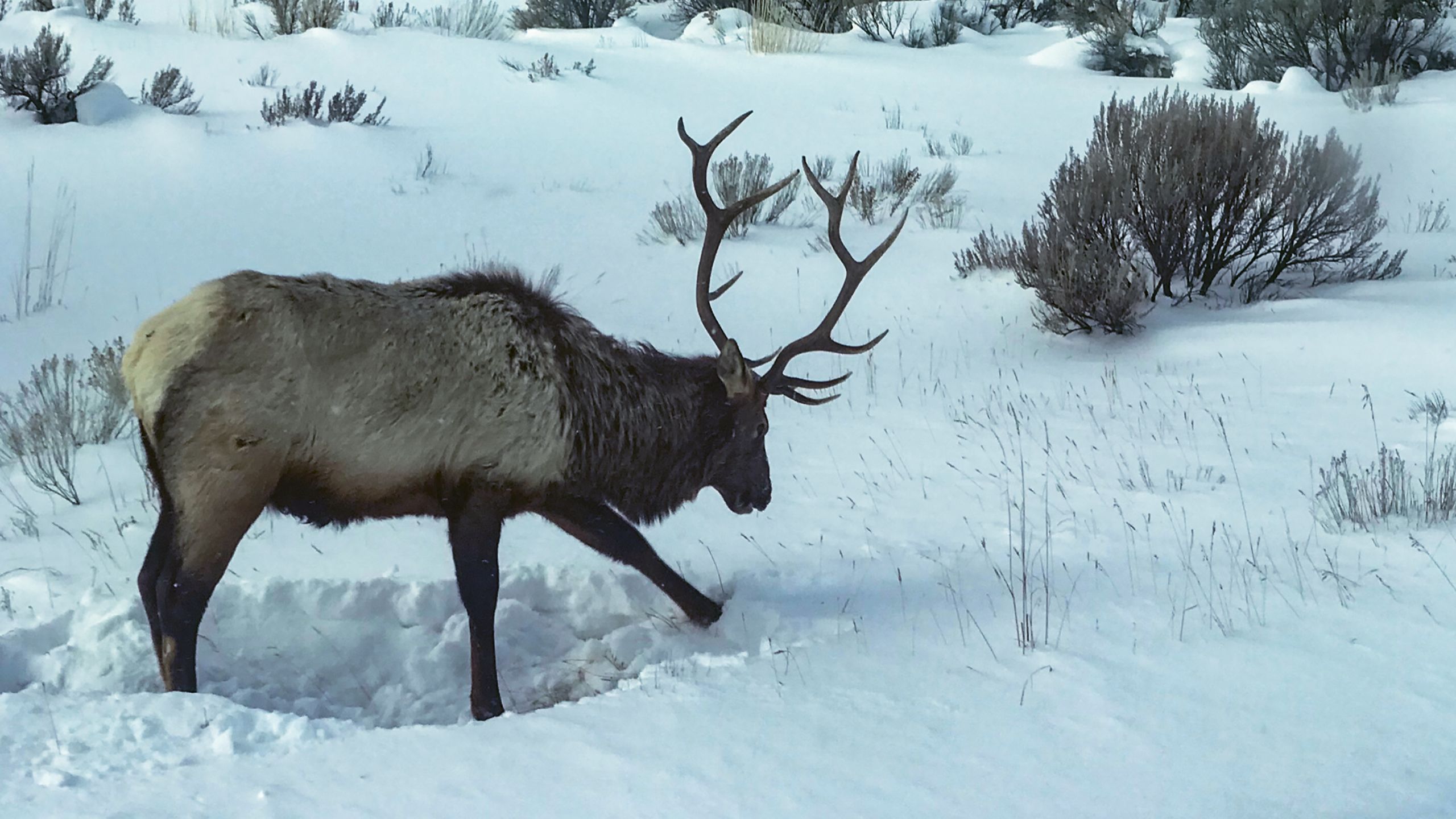 An elk digs in the snow near buildings at the Mammoth Hot Springs. TW photo by Jeri Clausing