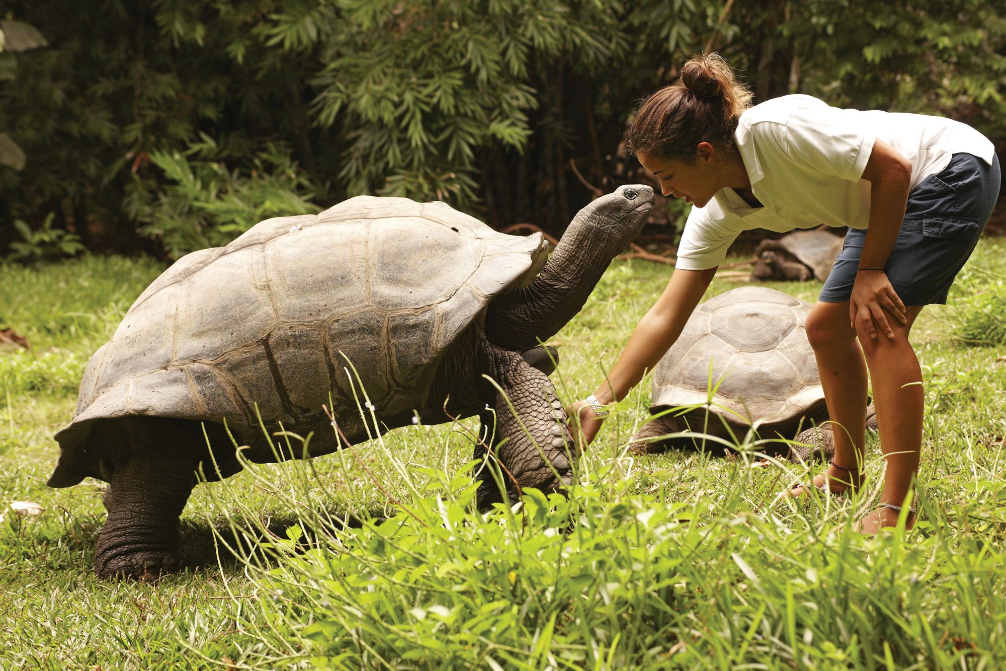 Getting close to an Aldabra giant tortoise in the Seychelles. (Courtesy of Fregate Island)