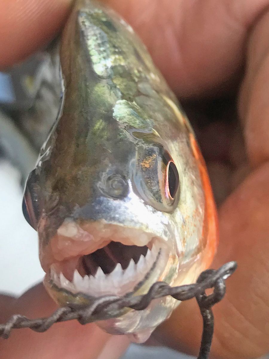 A juvenile piranha caught during the excursion. With its razor-sharp teeth, the piranha fits the bill of slasher-movie villain, but its reputation as a man-eater is exaggerated. Passengers were even able to swim in the Amazon.