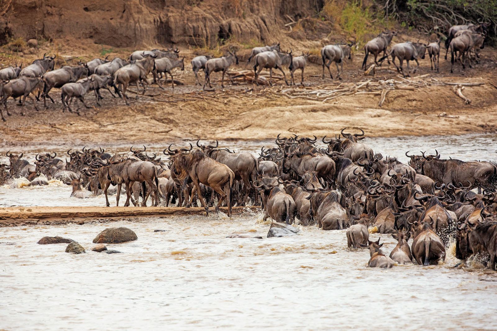 Wildebeest on the Great Migration, an event which itself has become an African safari must-see. (Photo by Siringit Migration Camp by Mantis)