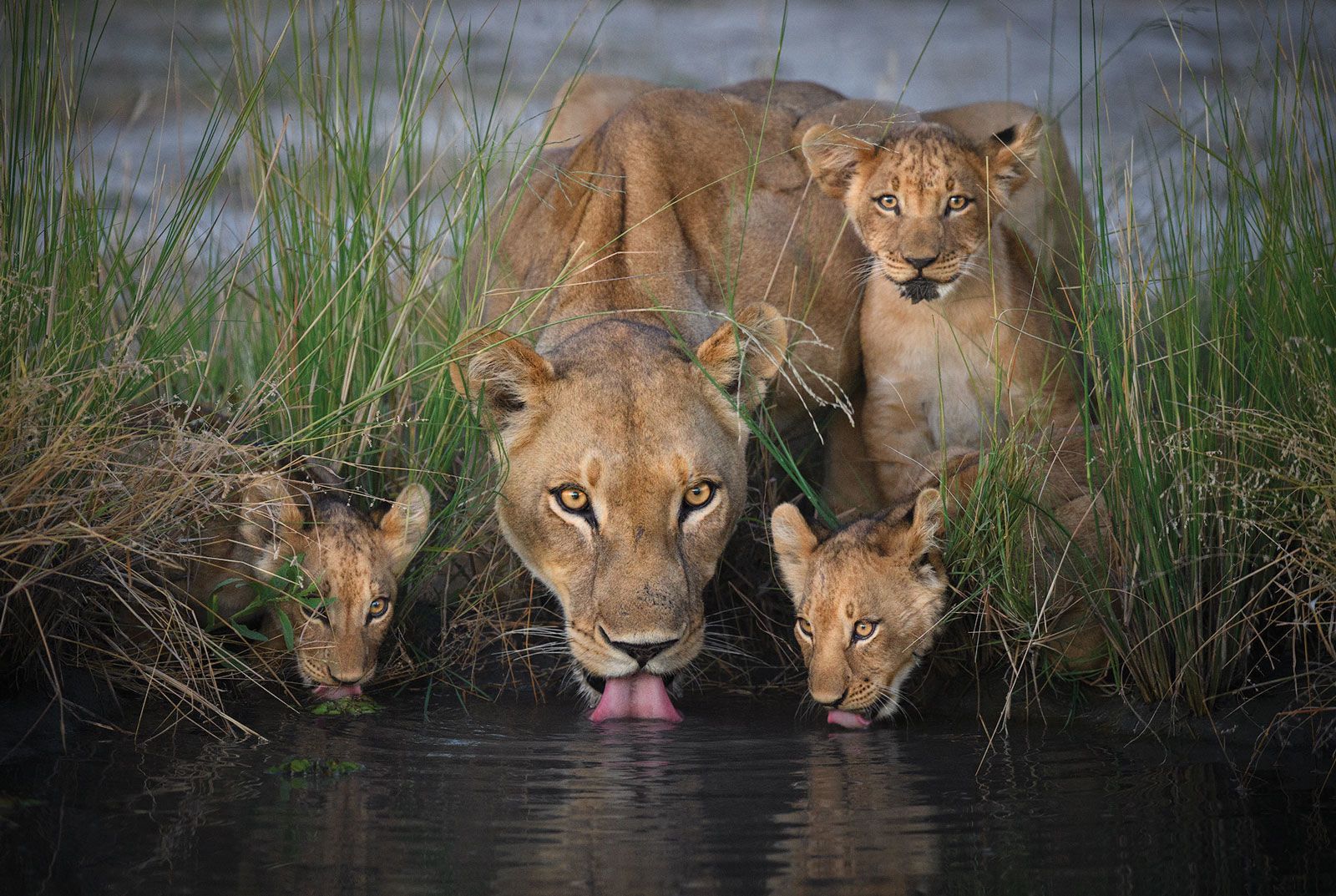  A lioness and cubs. (Photo by Marsel van Oosten)