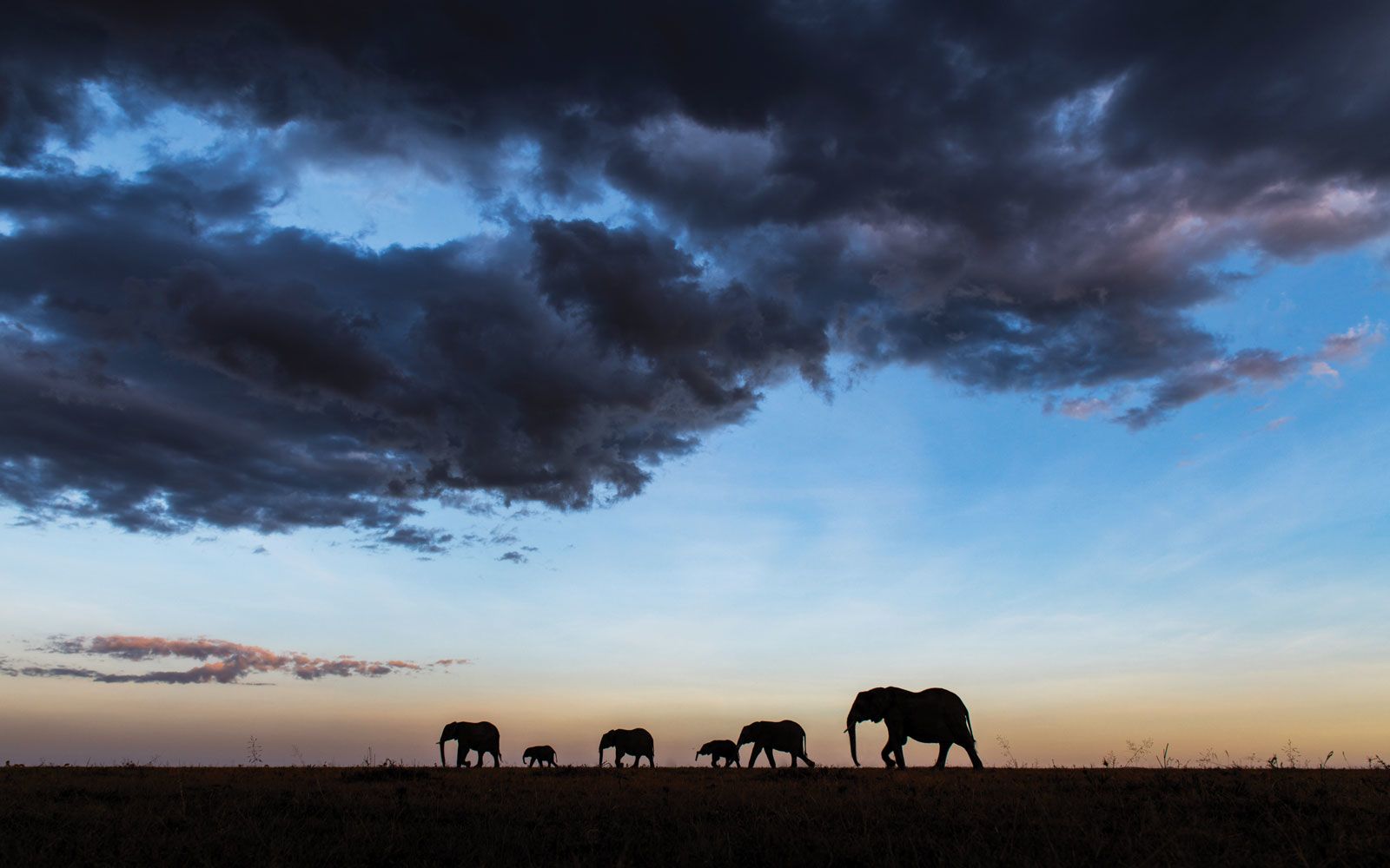 The focus on  seeing Big Five animals such as elephants can inadvertently expose them to poachers. (Photo by Gurcharan Roopra)
