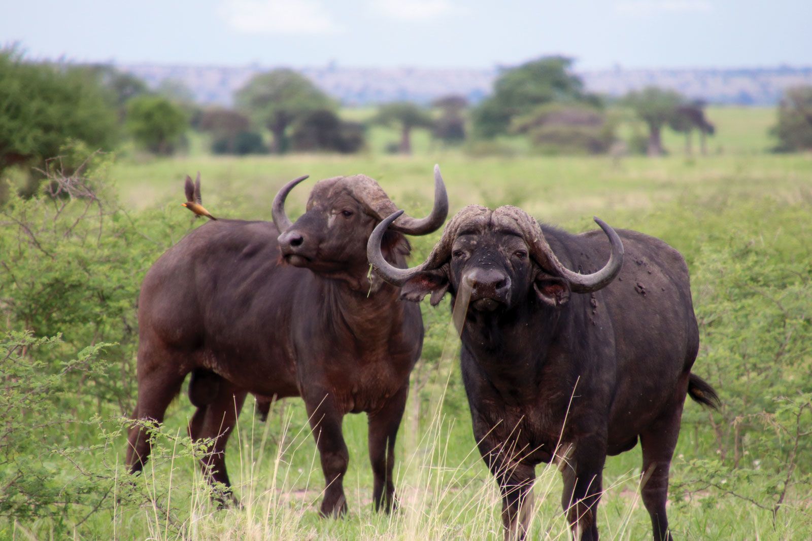 Big Five animals like the Cape buffalo are considered umbrella species; if they thrive, the environment thrives. (TW photo by Eric Moya)