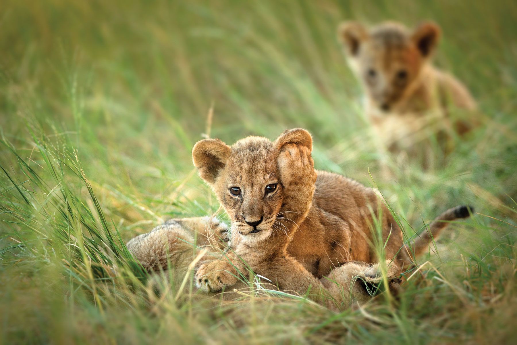 For good and ill, the Big Five animals — lion, leopard, rhino, elephant and Cape buffalo — have become a must-see part of an African safari. (Photo by Carole Deschuymere)