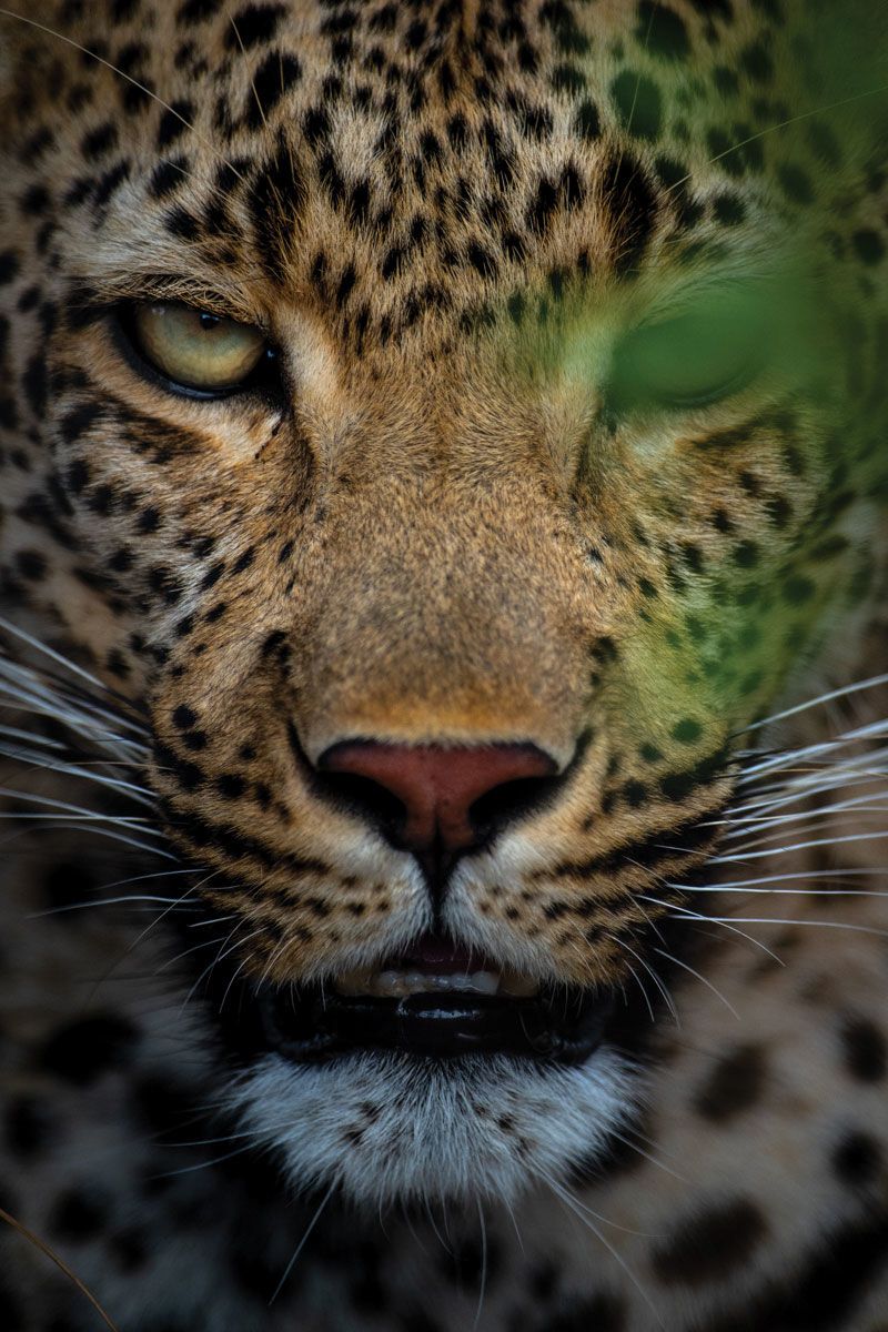 A leopard at Singita Sabi Sand. An emphasis on the Big Five puts pressure on destinations that don’t have all of the animals. (Photo by Singita)