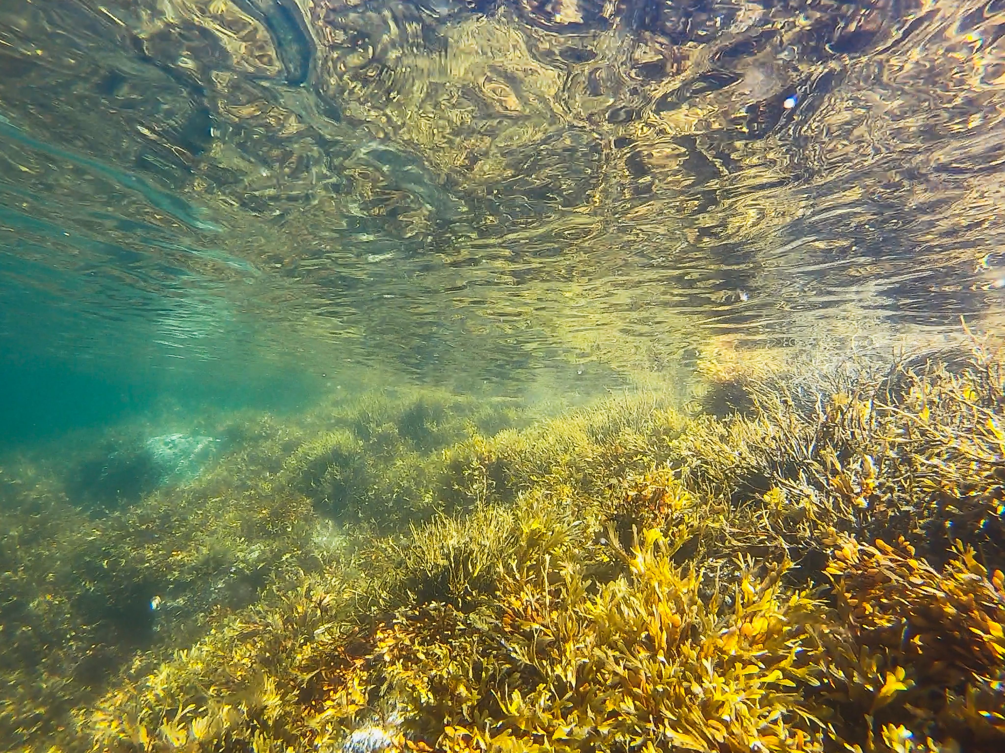 green algae underwater photography
