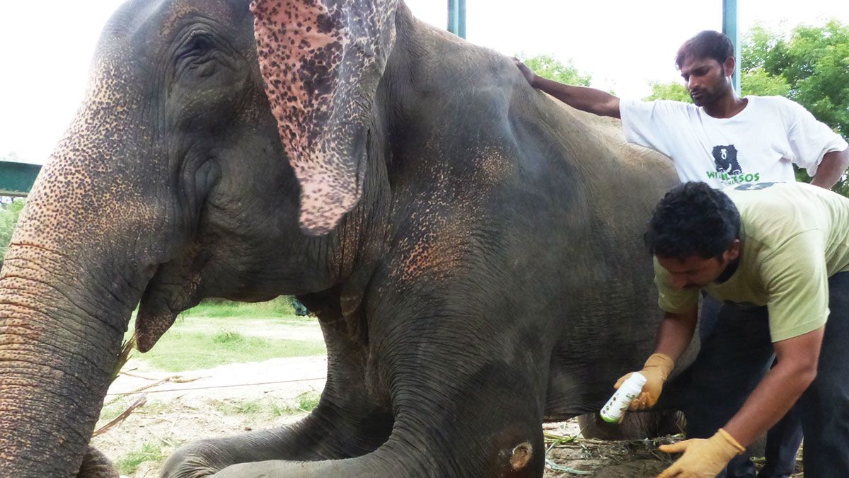 A TreadRight Foundation grant helped build a classroom at the Elephant Conservation and Care Centre in Mathura, India.