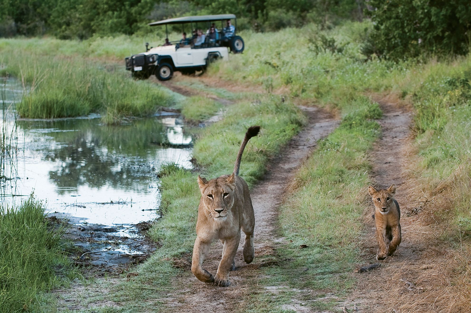 A lioness and cub seen on an Iconic Botswana trip by Austin Adventures. (Photo courtesy of Austin Adventures)