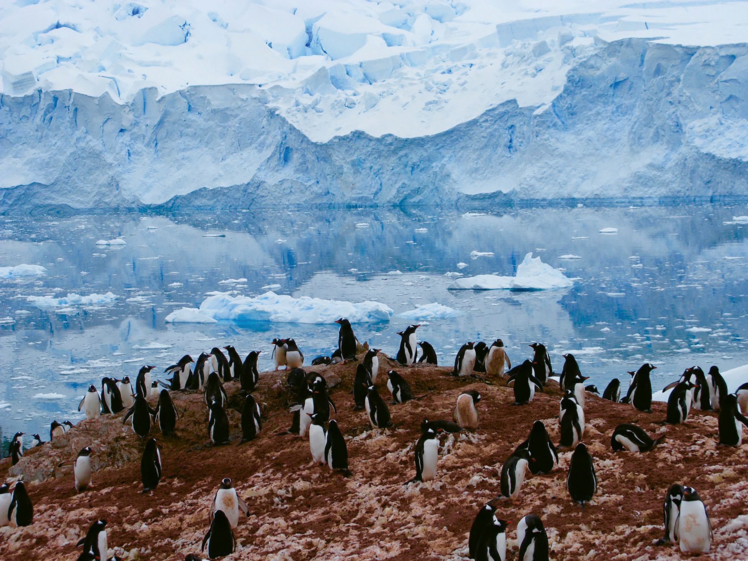Penguins spotted on a heli-skiing trip in Antarctica with Pelorus. (Photo courtesy of Pelorus)