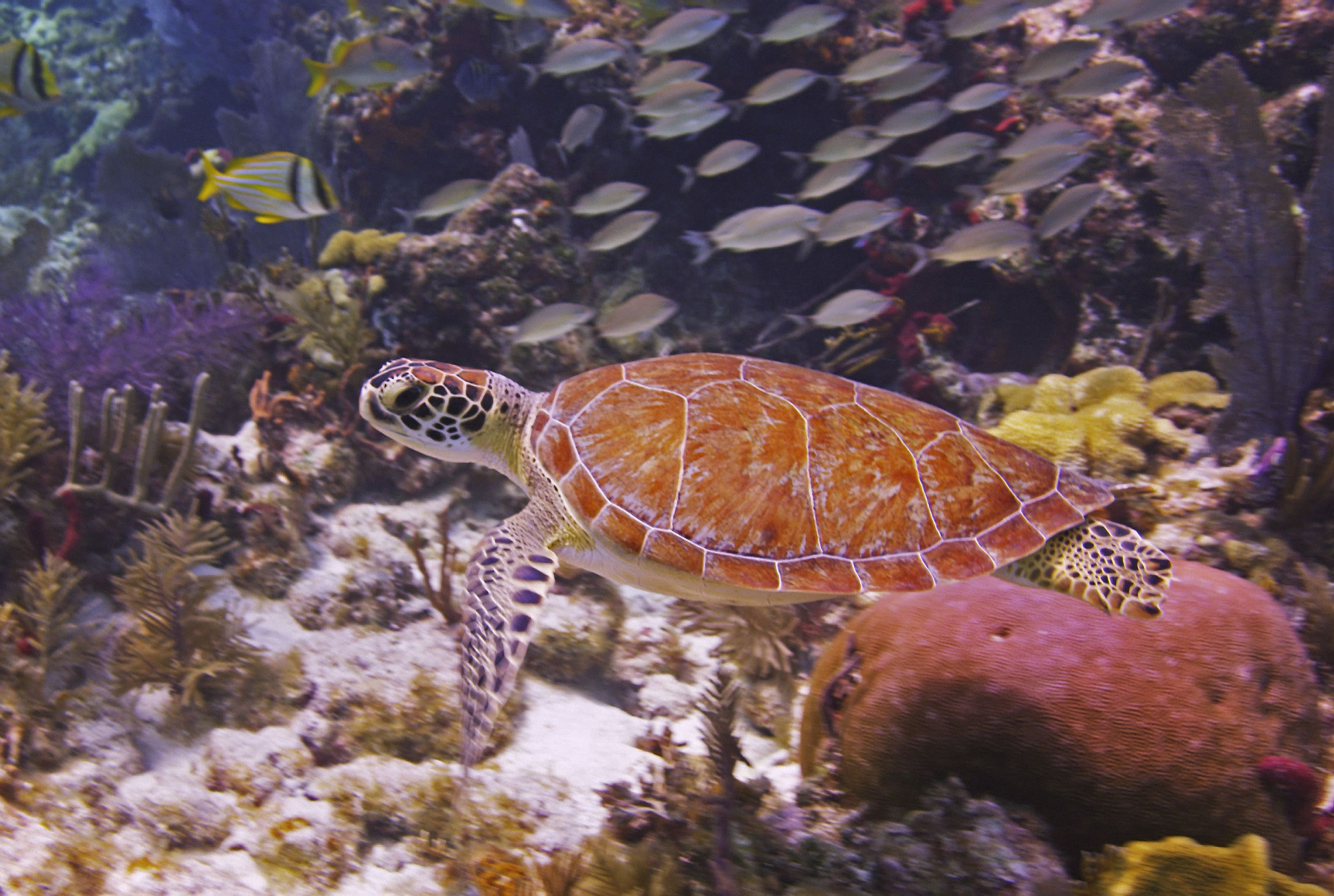 Things to do and see in The Florida Keys & Key West