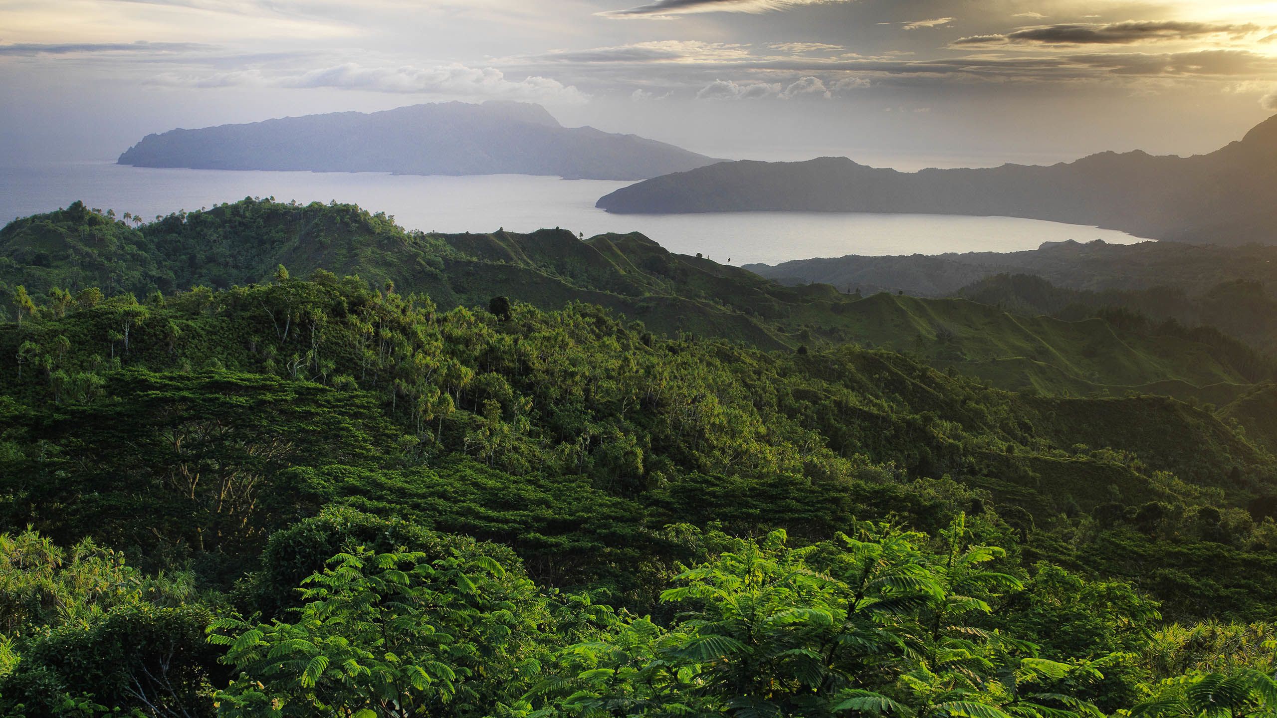 ミッシェル・バトゥ 「トロピカル」 5 Under-the-Radar Tropical