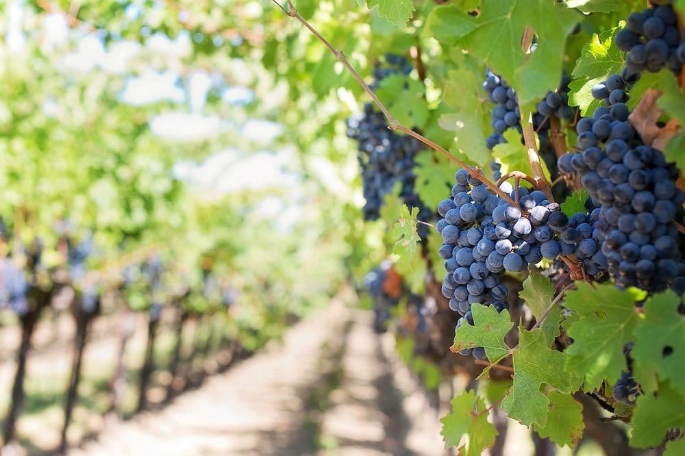 WINE LOVERS UNITE: There's plenty of vineyard magic in Australia and New Zealand. 