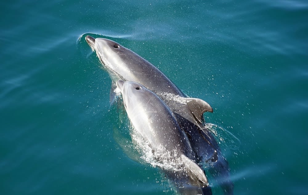 WILD LIFE: Get up-close-and-personal with bottlenose dolphins at Port Stephens.