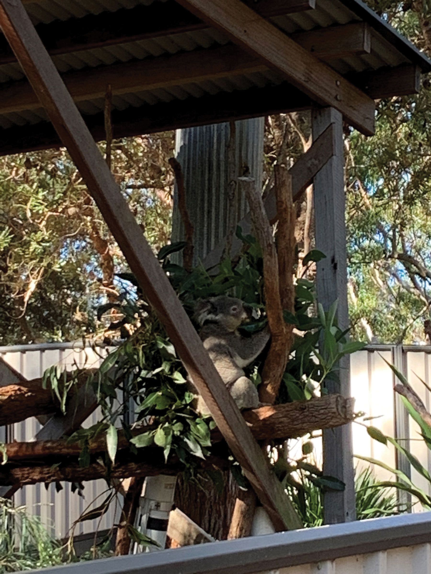 A koala munches eucalyptus at the Port Stephens Koala Sanctuary, where the injured or orphaned marsupials are brought for care and live in a natural habitat. (Photo by Ramsey Qubein)