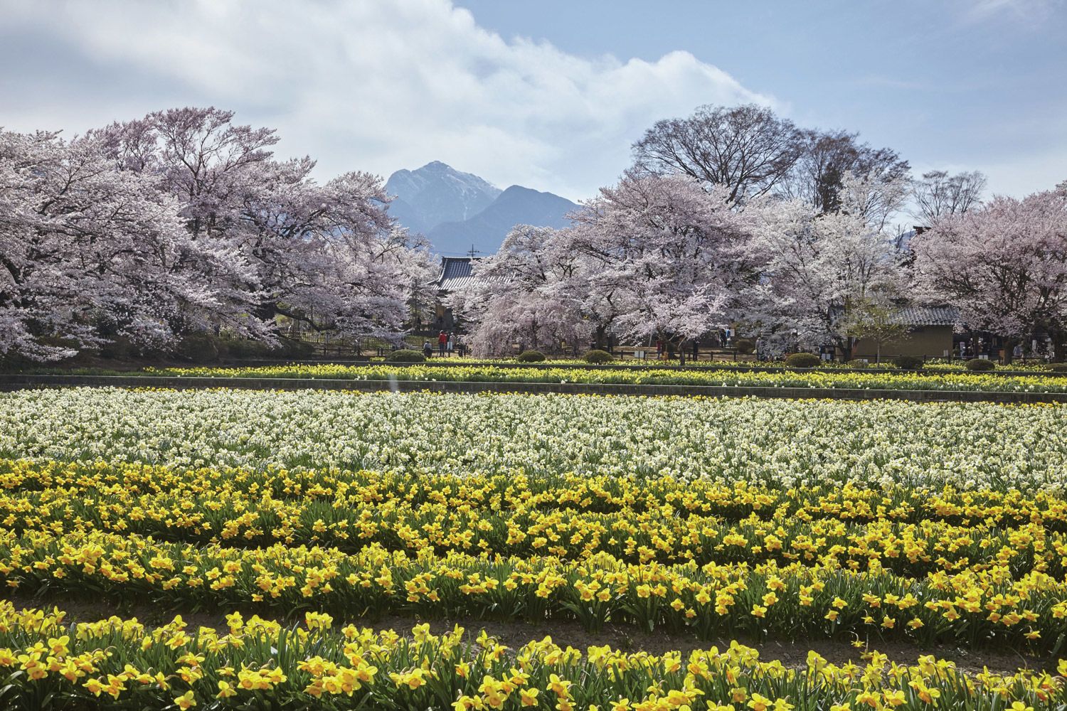 Cherry blossoms in bloom in Yamataka, Japan. The country was to have hosted the 2020 Summer Olympics in Tokyo and saw the event as an opportunity to showcase attractions outside the city. (Courtesy of JNTO)