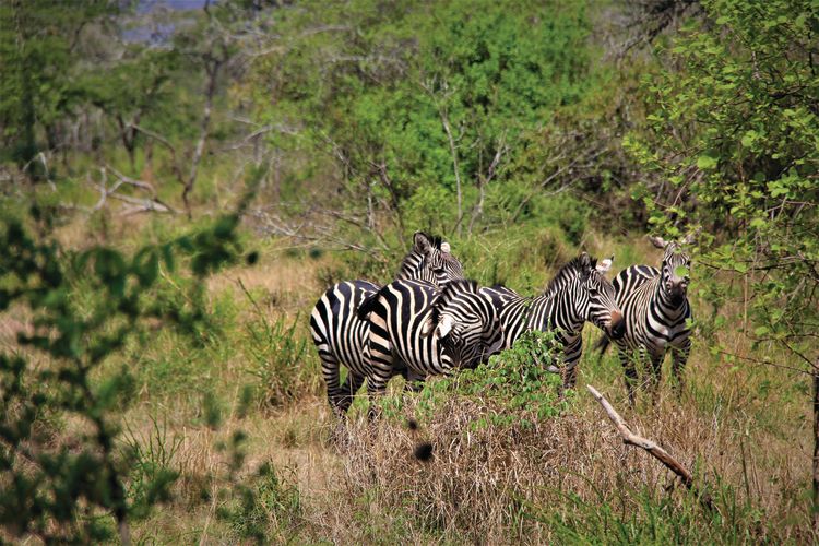 A group of zebras in Akagera.