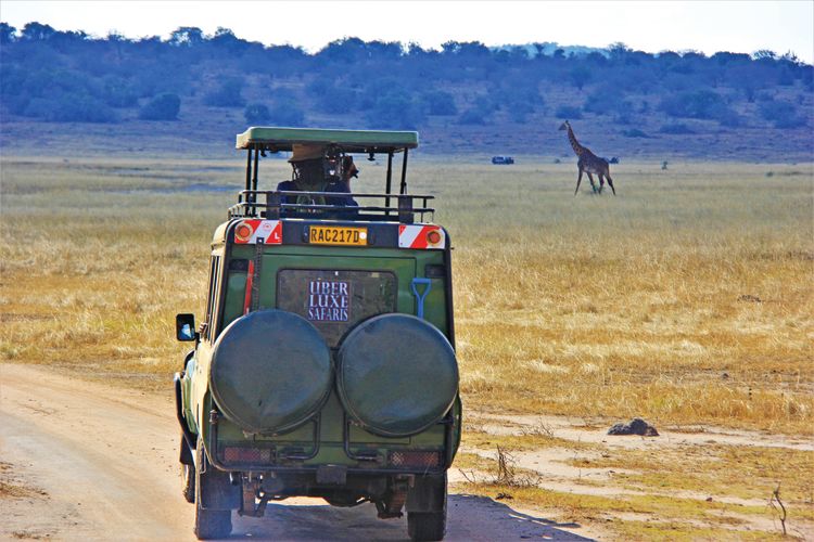A giraffe is sighted in Akagera. 