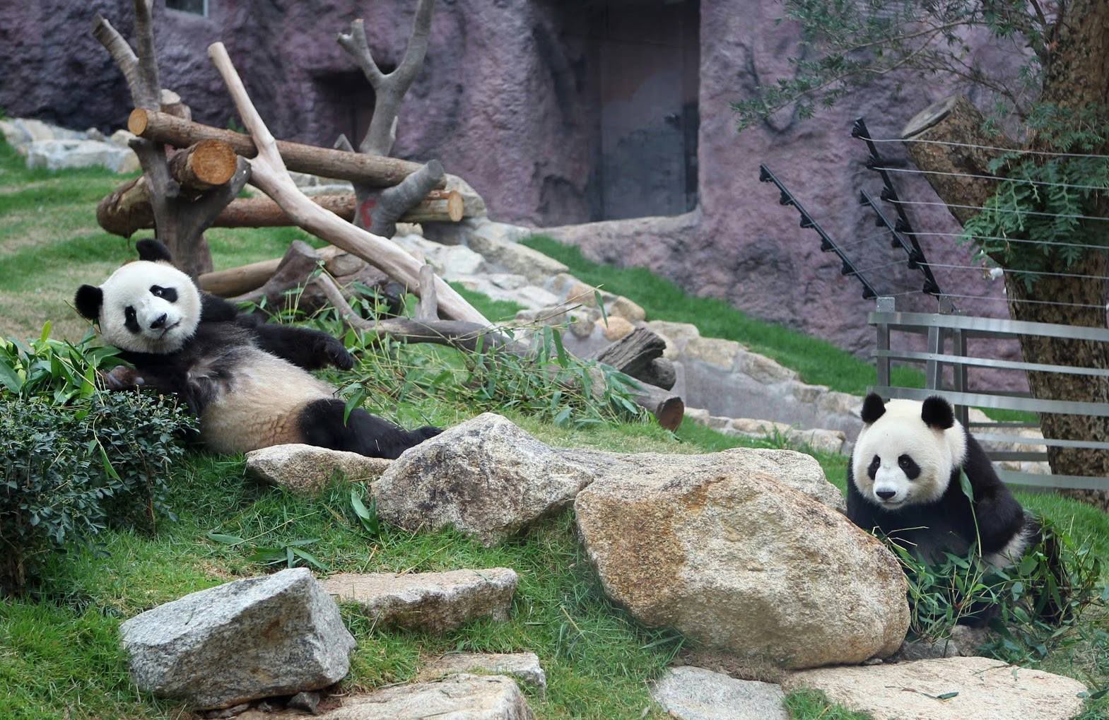 Coloane’s also known as Macau’s green belt, filled with nature trails, beaches, as well as the Macau Giant Panda Pavilion. (Macao Government Tourism Office USA)