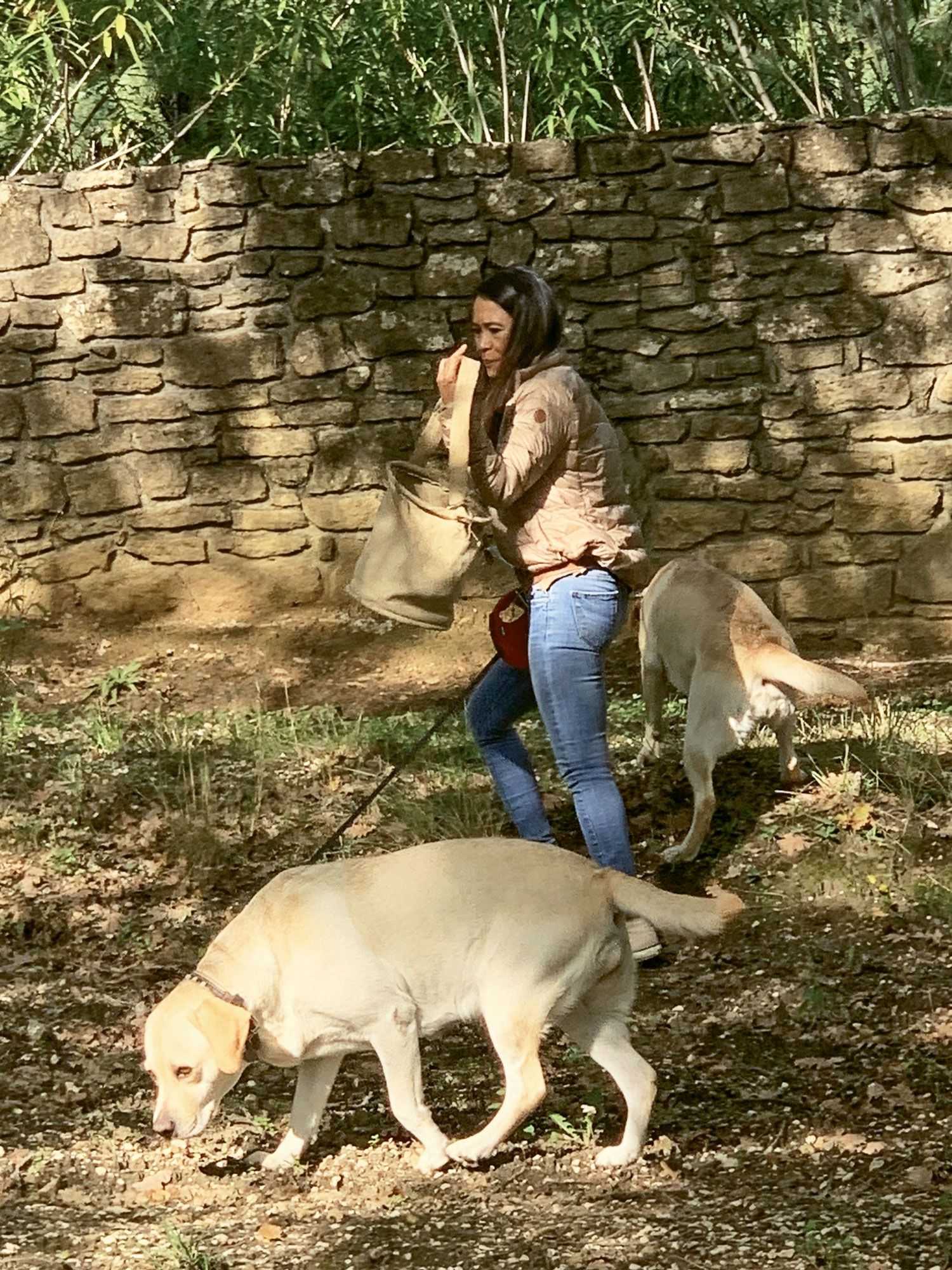 Yellow Labradors sniff out truffles at the Ayme Truffe farm in Grignan. (TW photo by Jeri Clausing)
