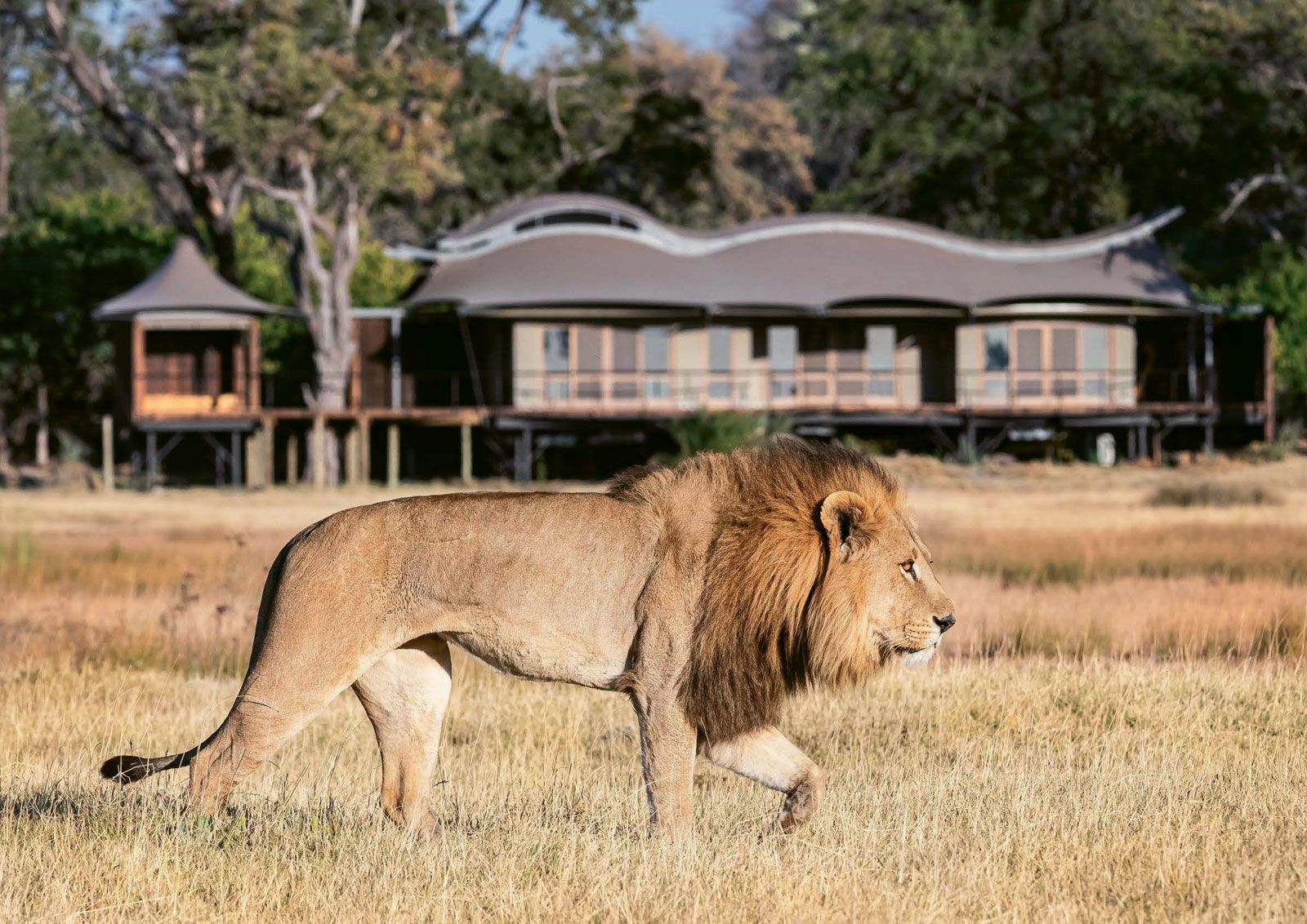 Some of African Travel’s new itineraries are based at the Xigera Safari Lodge, a luxury camp owned by the Travel Corporation  that is set to open in December in the Okavango Delta.