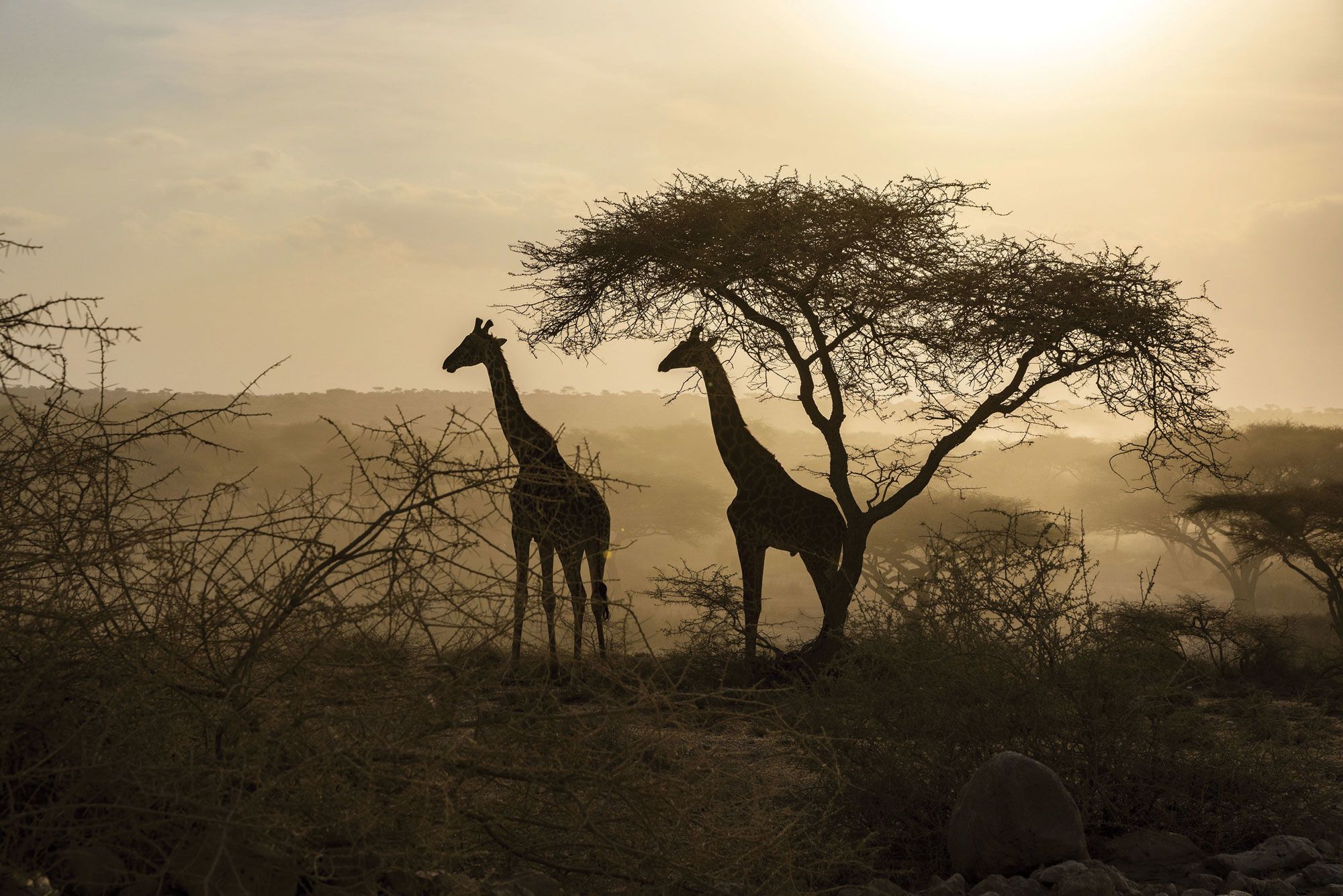 Two endangered Masai giraffes in Ngorongoro, an 11 mile-wide crater that is home to 25,000 large animals and 500 bird species. (Photo by Karen Ballard)