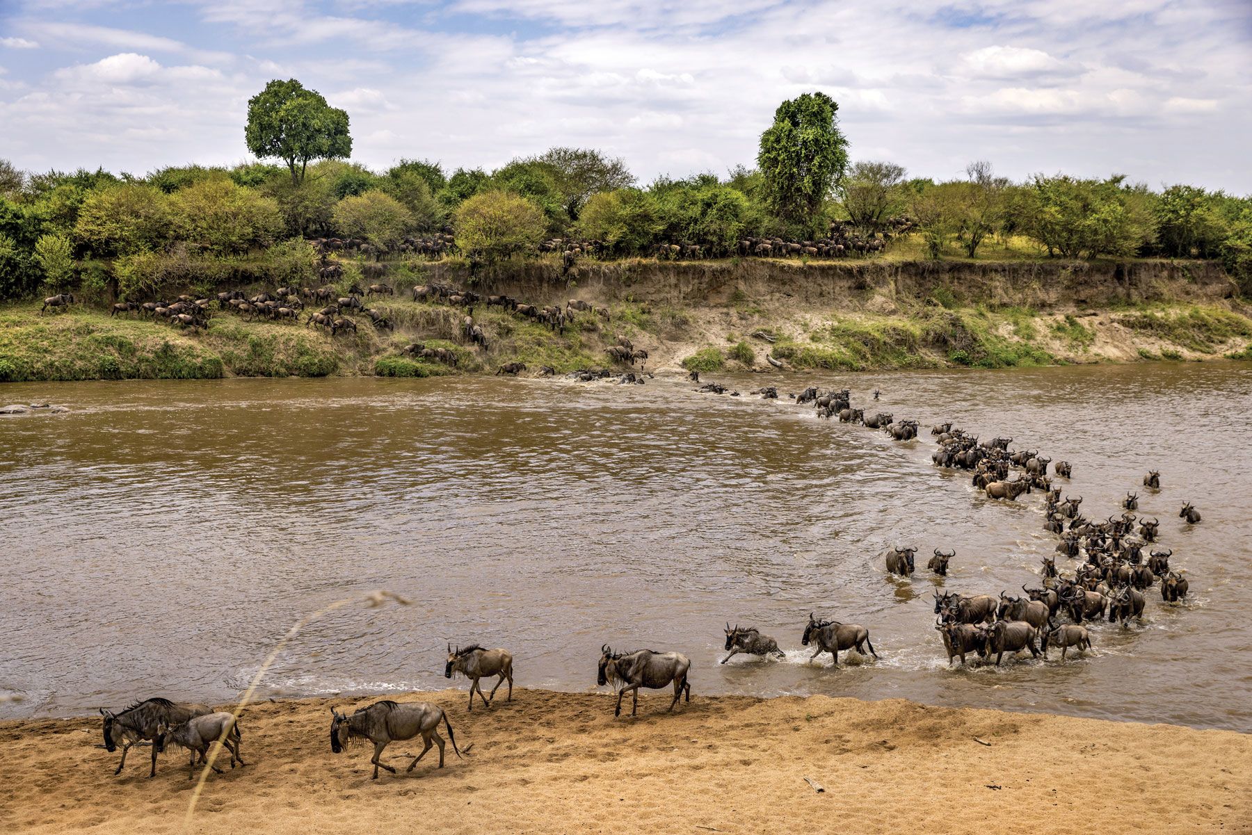 Thousands of wildebeests cross the Mara River in the Serengeti during their annual migration. (Photo by Karen Ballard)