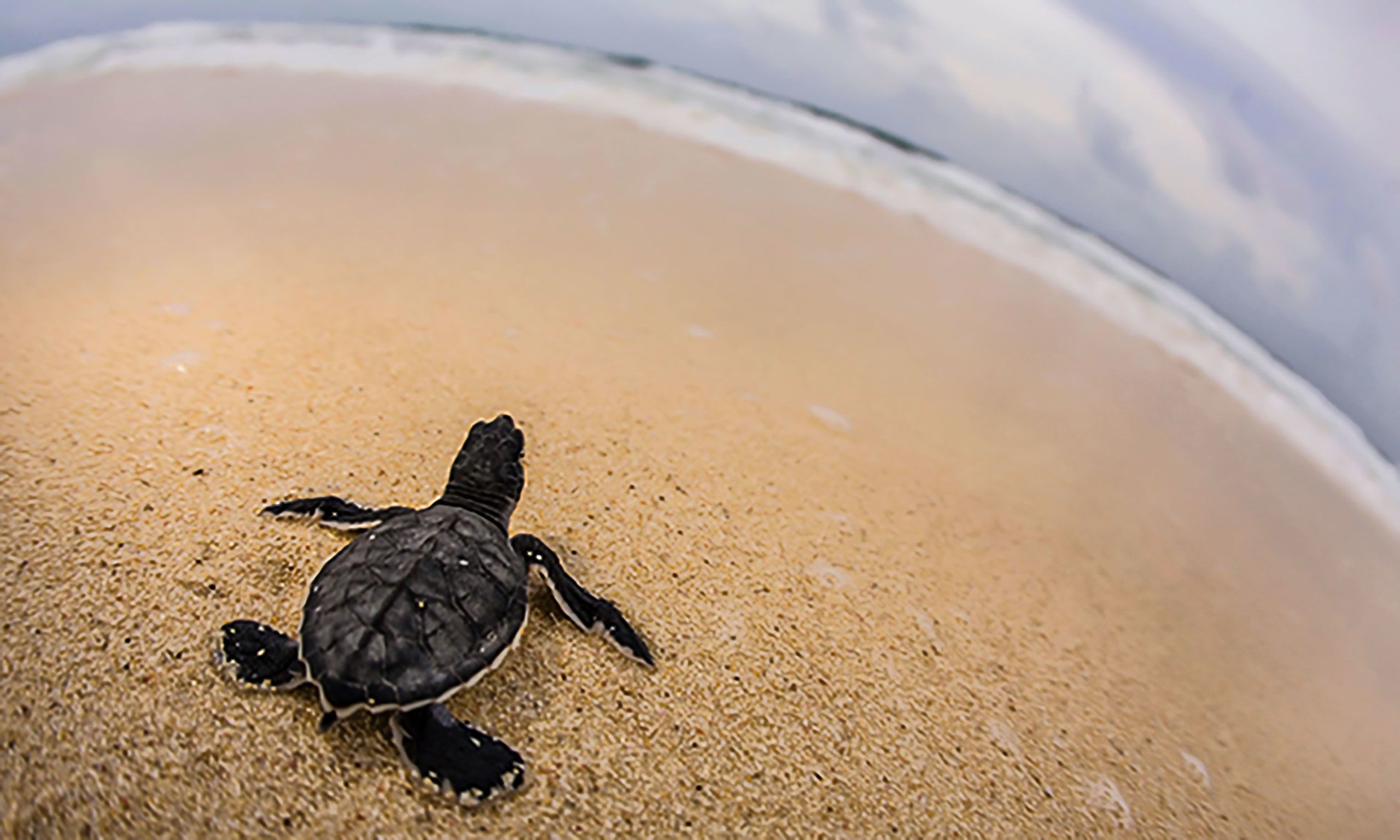  Royal offers an excursion in Cozumel where guests help hatchling sea turtles.