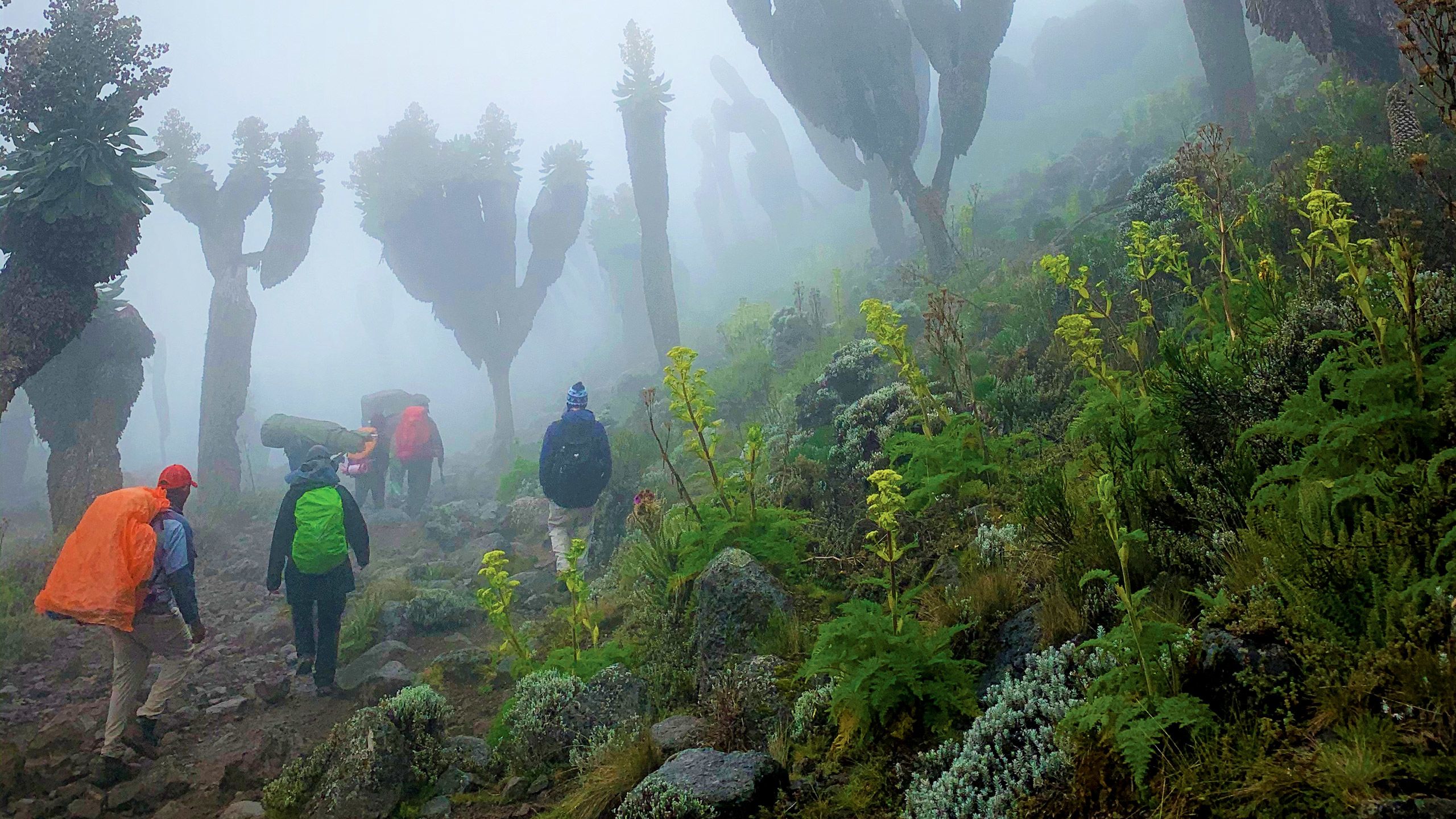 On Mount Kilimanjaro’s moorland, perpetual mist and groundsels found only on the mountain’s slopes make for a surreal landscape. TW photo by Arnie Weissmann