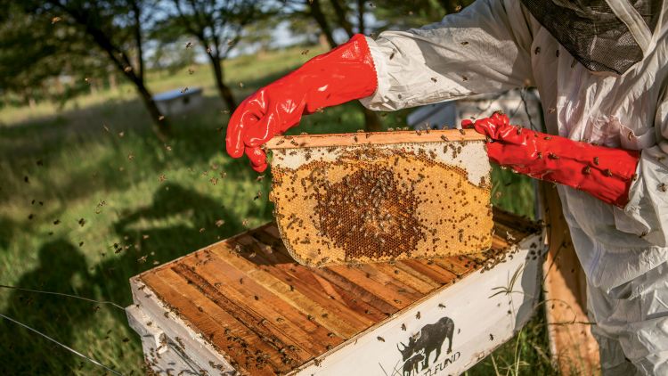 Beehives provide multiple benefits, including a source of income from honey production, an incentive to protect wooded areas and even created an effective buffer to elephant incursions into farms.