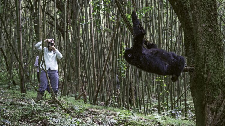 On a Wilderness Safaris outing in Rwanda, travelers learn about critically endangered mountain gorillas. 
