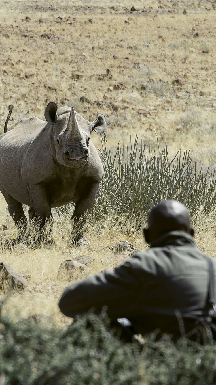 A sustainable and responsible conservation activity for travelers is rhino tracking at the Wilderness Desert Rhino Camp in Namibia.