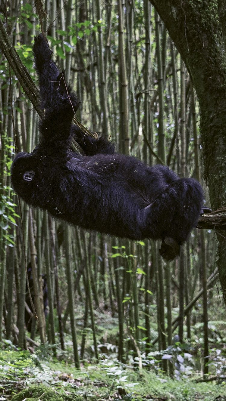 On a Wilderness Safaris outing in Rwanda, travelers learn about critically endangered mountain gorillas. 