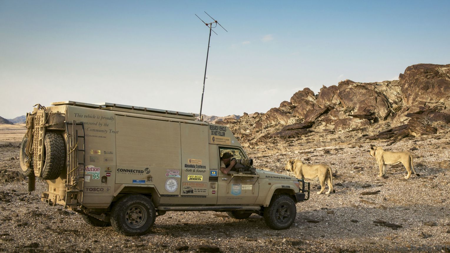 Much work is being done in the conservation of desert lions in Namibia. 