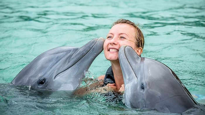A dolphin swim in Lucea, Jamaica, is one of the Island Routes excursions available to Sandals Resorts guests. 