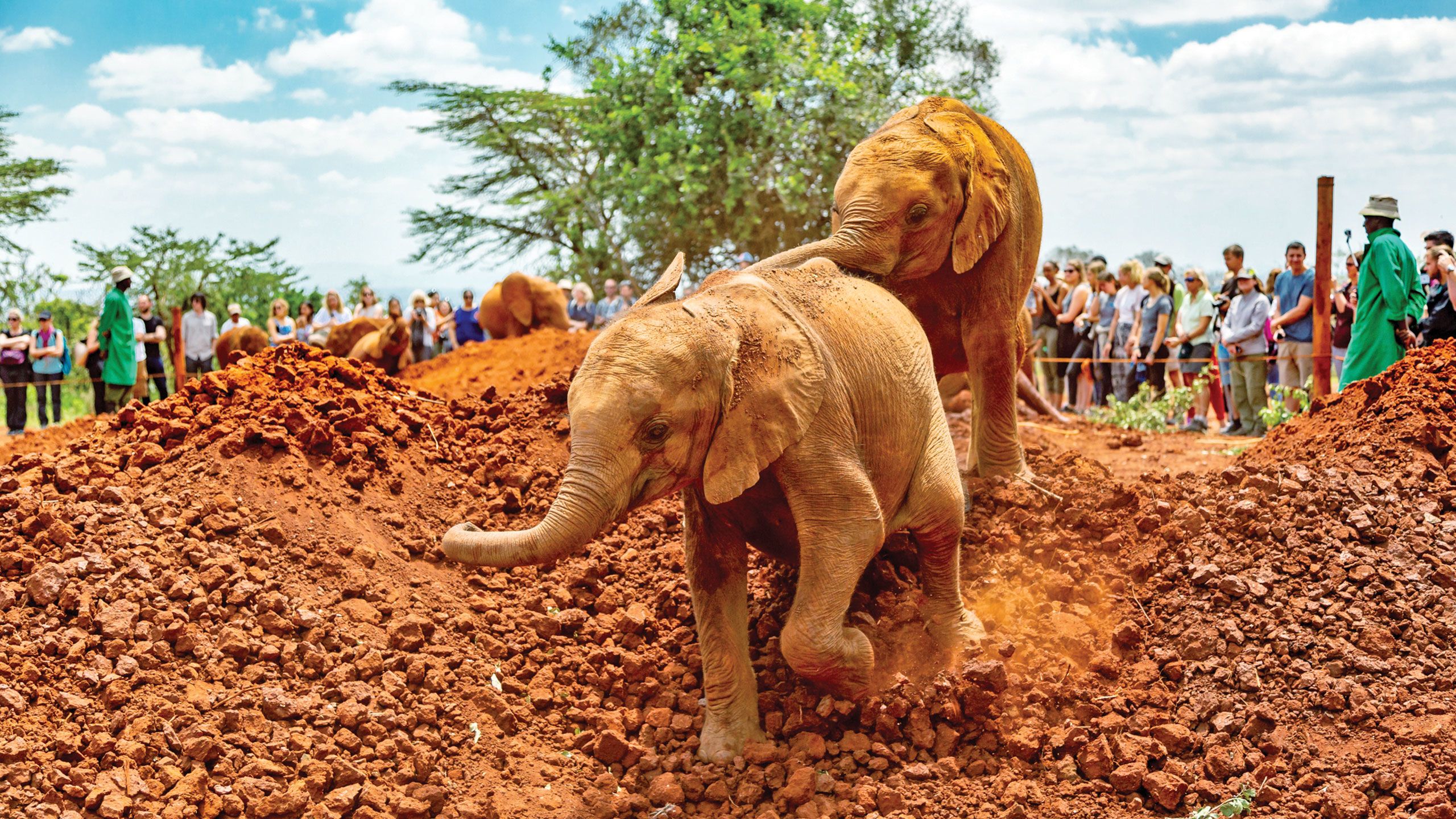 Baby elephants at the David Sheldrick Wildlife Trust’s Elephant Orphanage in Nairobi National Park. Photo by Susan Portnoy
