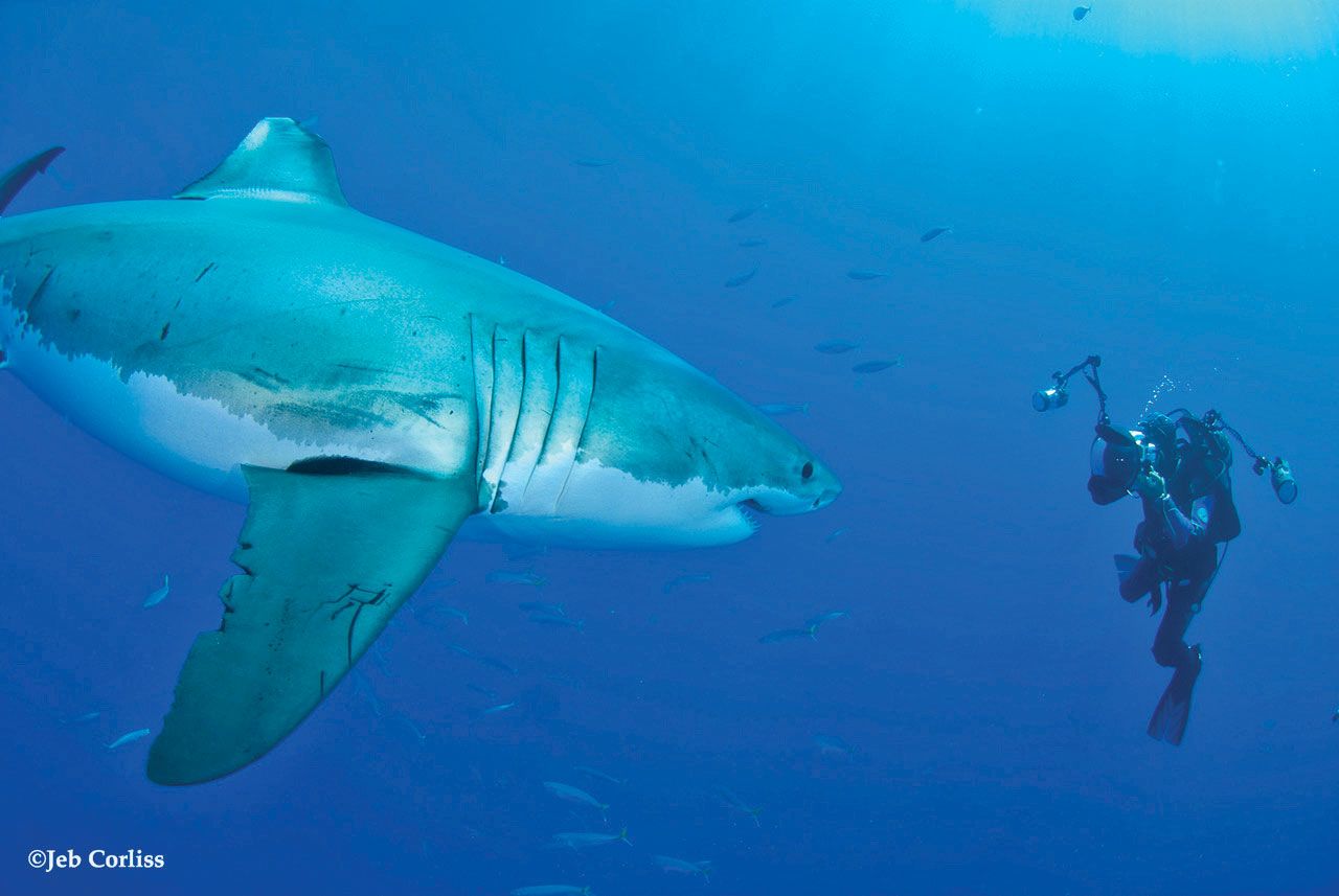 Explorers Club member Amos Nachoum, founder of Big Animals Global Expeditions, photographing a great white shark. He leads photographic tours that capture images of large animals. (Photo by Jeb Corliss)