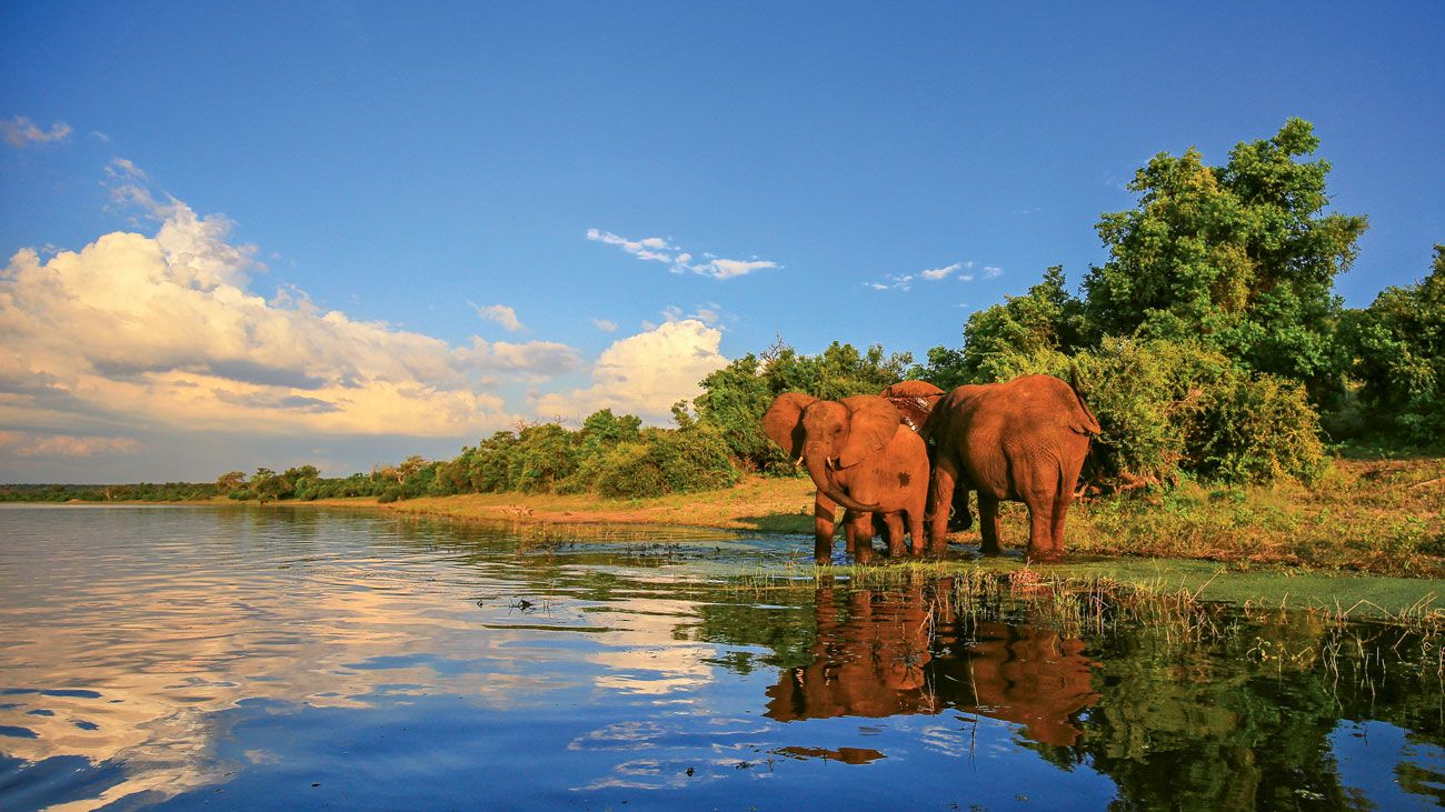 Elephants in South Africa’s Kruger National Park. Advisors say clients are gravitating toward bucket list trips like safaris. (Photo by JMx Images/Shutterstock.com)