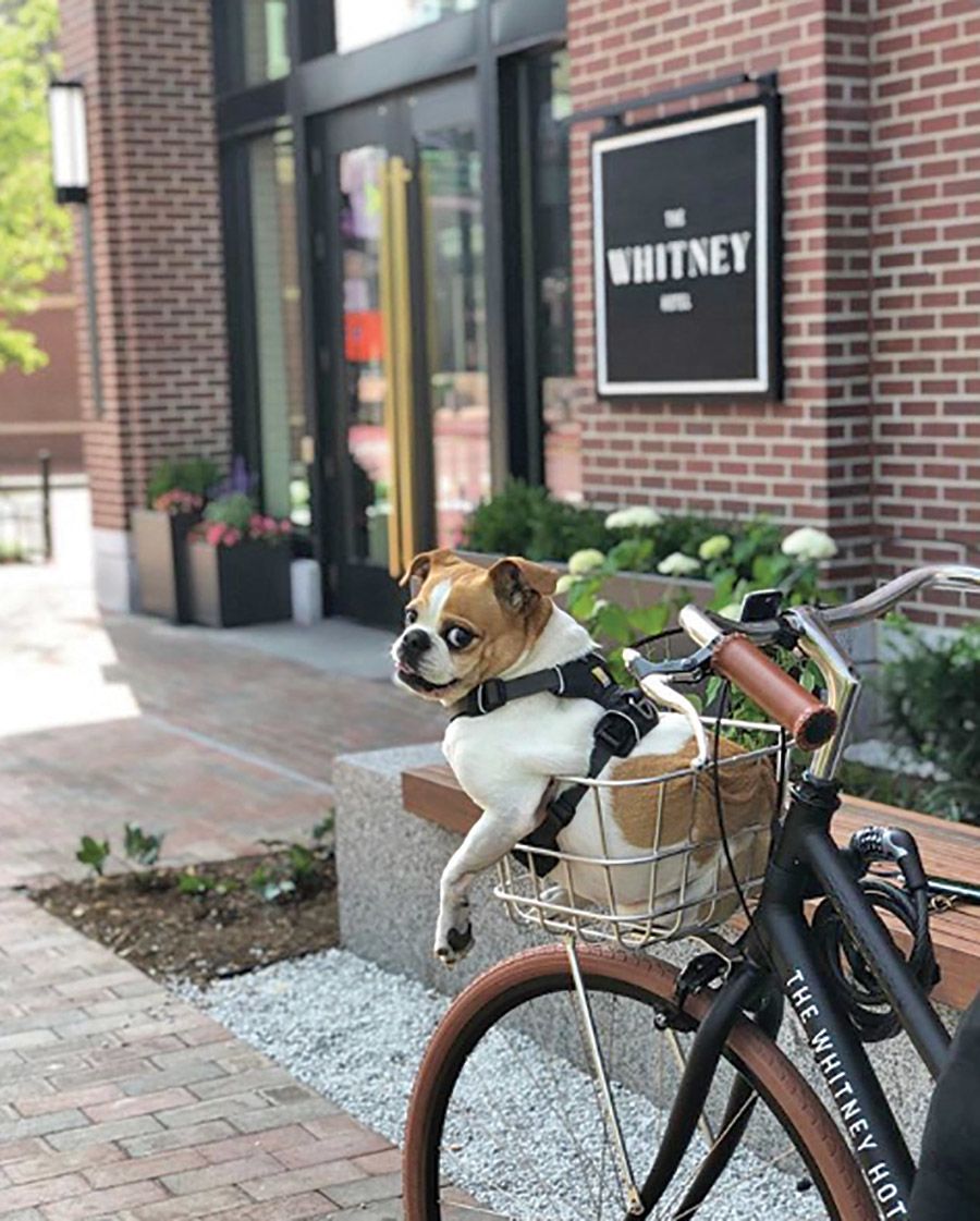 Guests at the Whitney Hotel in Boston can take pets for a ride on the hotel’s bikes.