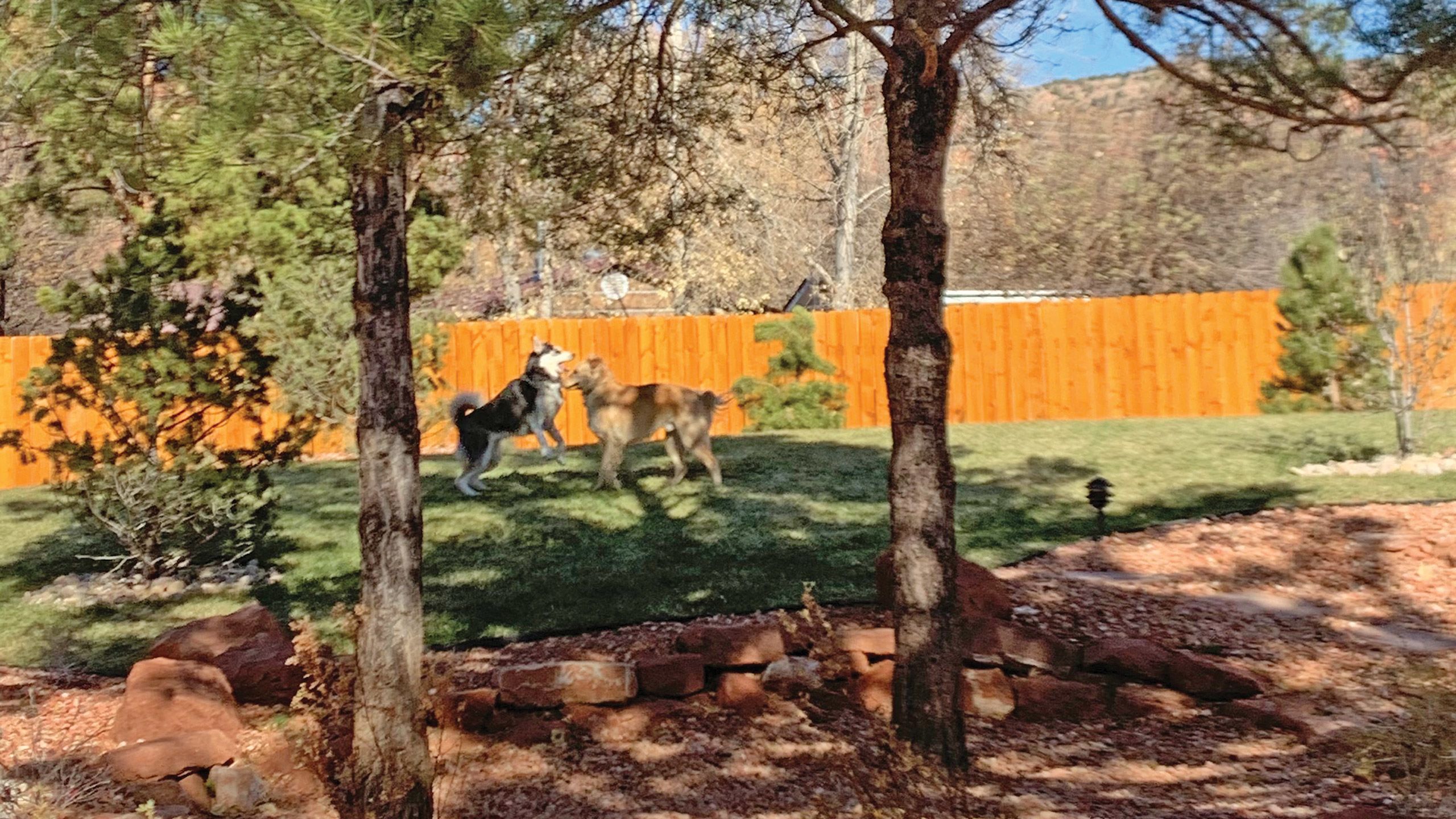 Parker and Luna romp in the dog park at the hotel. TW photo by Jeri Clausing