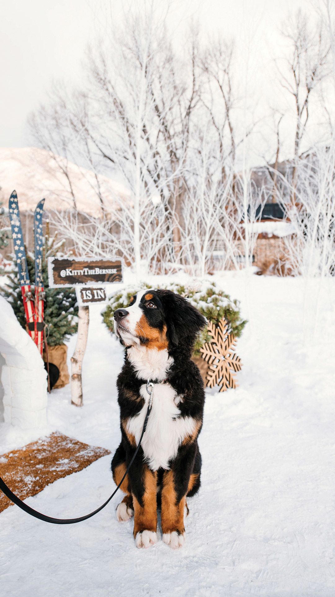The St. Regis Aspen offers pet visitors play time with the property's on-property Doggy Social Coordinator, Kitty the St. Bernese.