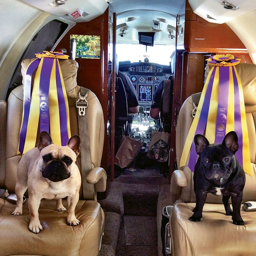 Frida, left, and Rubi, two of Patricia Hearst Shaw’s dogs, flying home victorious after a dog show in San Diego. Hearst Shaw prefers to fly private to Europe, but she cautioned that pets that fly private must still be in compliance with rules. Photo by Patricia Heart-Shaw