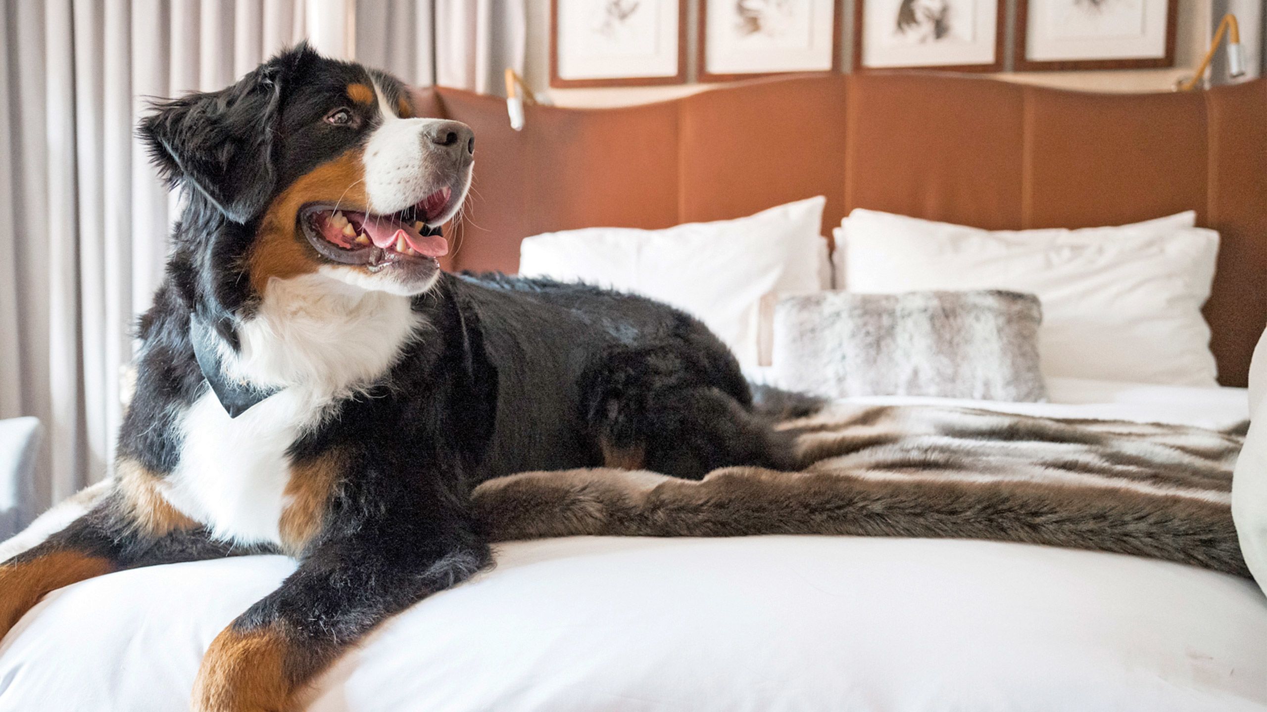 The St. Regis Aspen offers pet visitors playtime with Kitty the Bernese mountain dog, the property’s “doggy social coordinator.”