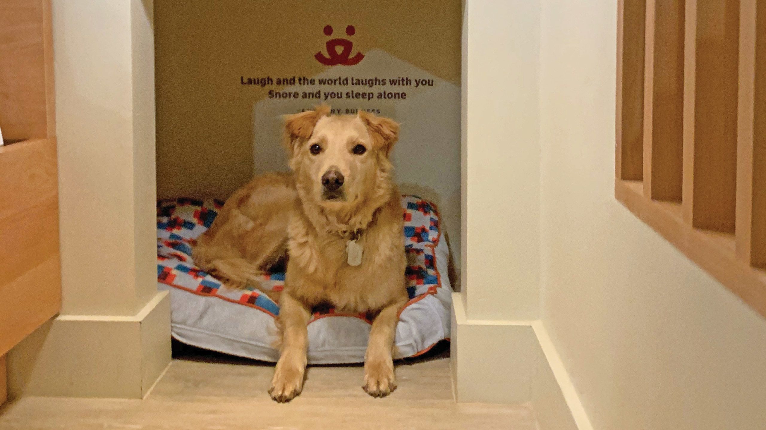 Parker checks out the built-in dog bed in the hotel room. TW photo by Jeri Clausing
