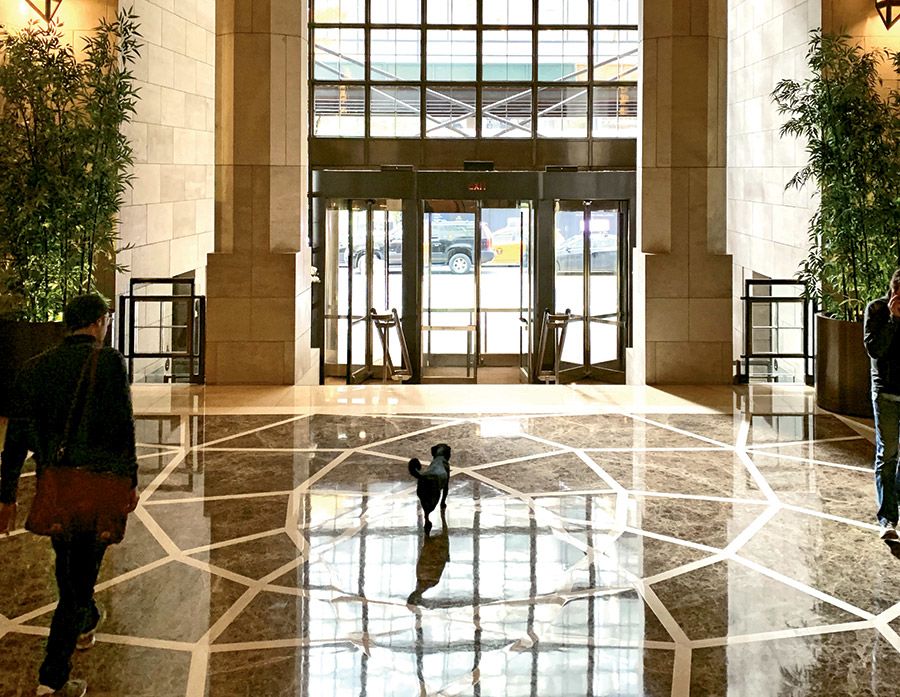 The pet-friendly Four Seasons New York made the writer’s dog, pictured in the hotel’s famed lobby, feel very welcome. TW photo by Johanna Jainchill