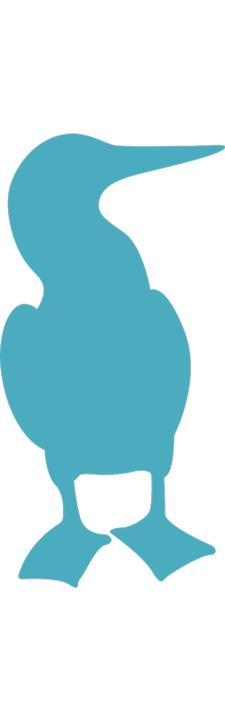 Illustration of blue-footed booby