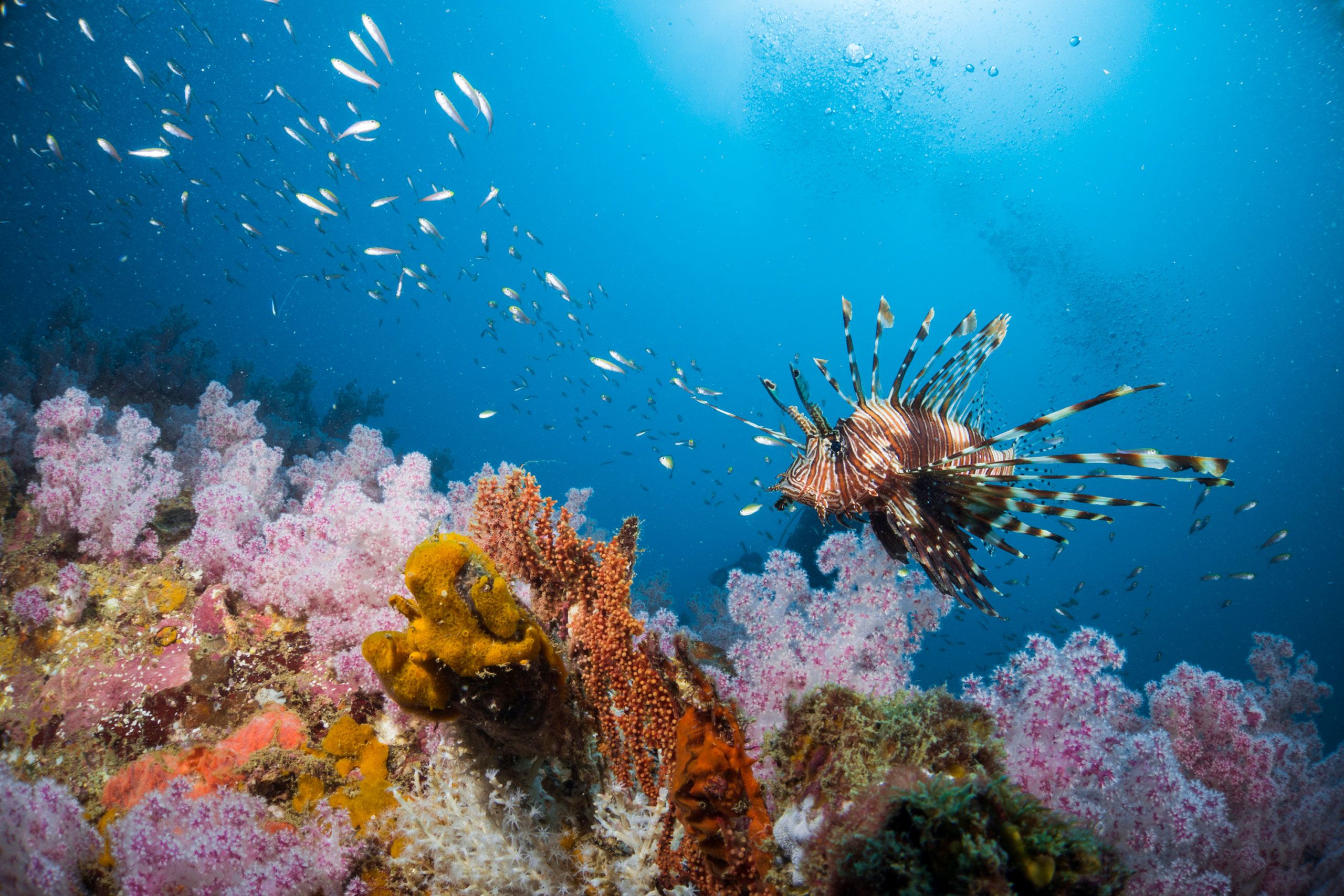 Dive into a marine world among lion fish in the waters of Myanmar’s Mergui Archipalego.
