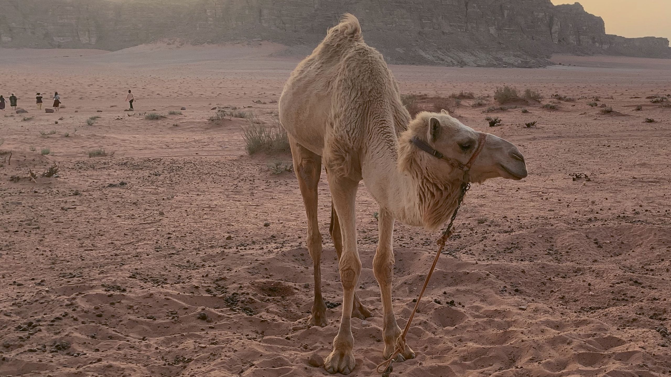 A camel at the tented desert camp in Wadi Rum, where the group stayed overnight. TW photo by Jeri Clausing