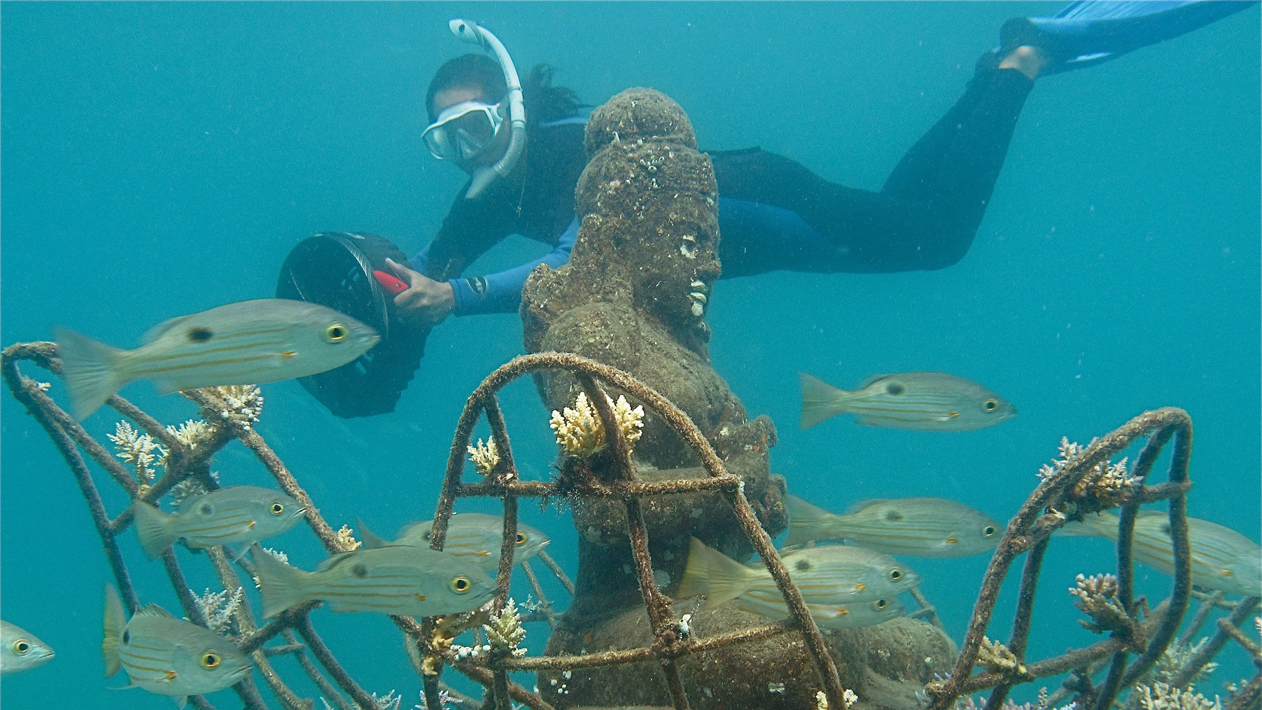 A Biorock coral reef taking shape in Pemuteran Bay, Indonesia.