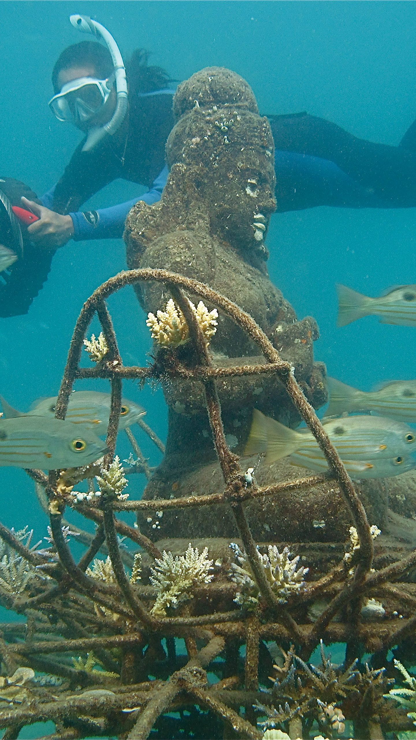 A Biorock coral reef taking shape in Pemuteran Bay, Indonesia.